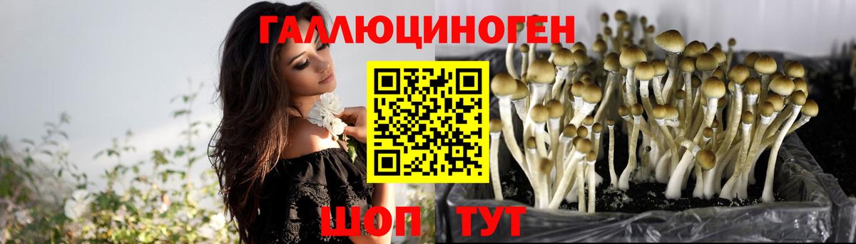 Псилоцибиновые грибы GOLDEN TEACHER Северобайкальск